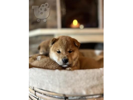 PoulaTo: Κουτάβια Shiba Inu